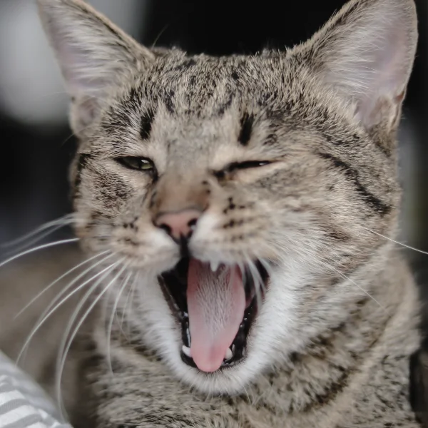 Azurio Template Cursor Trail Image